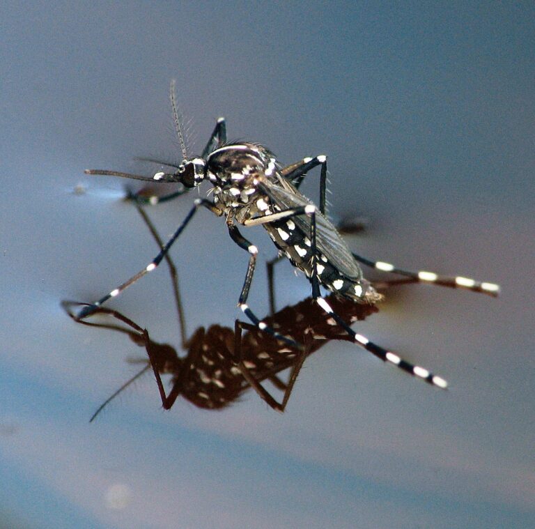 Marketing-Pictures-Aedes-albopictus-scaled