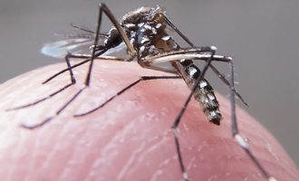 casos-de-dengue-no-abc-disparam-12-em-um-ano